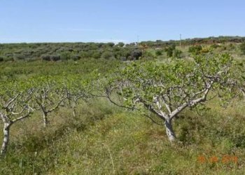 09.jpg - Agriturismo Castellana Grotte - foto 9