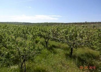 010.jpg - Agriturismo Castellana Grotte - foto 5