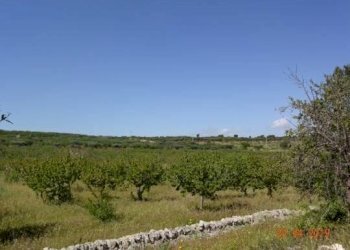 011.jpg - Agriturismo Castellana Grotte - foto 6