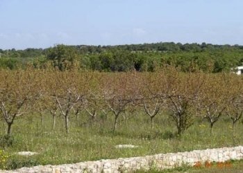 012.jpg - Agriturismo Castellana Grotte - foto 7