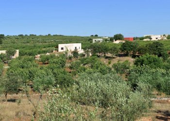 039.JPG - Agriturismo Castellana Grotte - foto 4