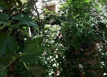 0017.jpg - Villa Cupra Marittima - foto 3