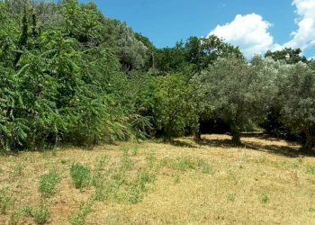 007.jpg - Villa Cupra Marittima - foto 11