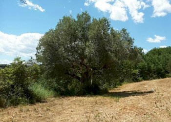 008.jpg - Villa Cupra Marittima - foto 12