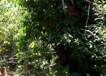 0011.jpg - Villa Cupra Marittima - foto 15