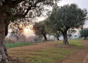 07.jpg - Casale Cupra Marittima - foto 7