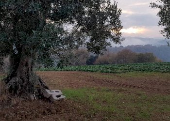 08.jpg - Casale Cupra Marittima - foto 8