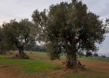 06.jpg - Agricultural land Cupra Marittima - photo 6