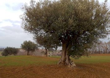 09.jpg - Agricultural land Cupra Marittima - photo 9