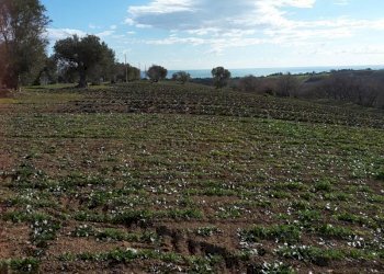 012.jpg - Agricultural land Cupra Marittima - photo 12