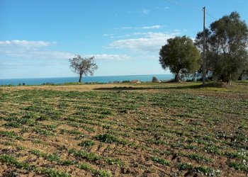 013.jpg - Agricultural land Cupra Marittima - photo 13