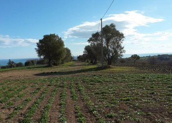 014.jpg - Agricultural land Cupra Marittima - photo 14