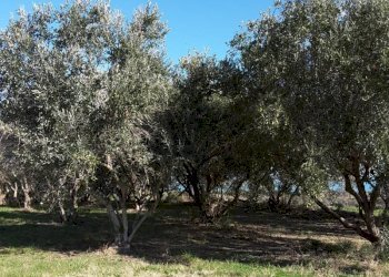 016.jpg - Agricultural land Cupra Marittima - photo 16