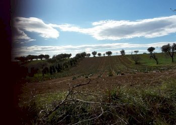 017.jpg - Agricultural land Cupra Marittima - photo 17