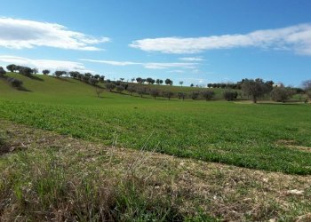 018.jpg - Agricultural land Cupra Marittima - photo 18