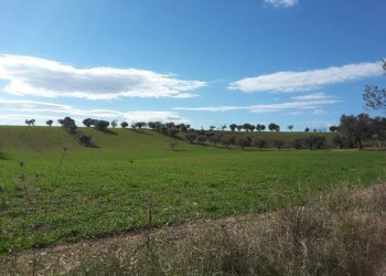 019.jpg - Agricultural land Cupra Marittima - photo 19
