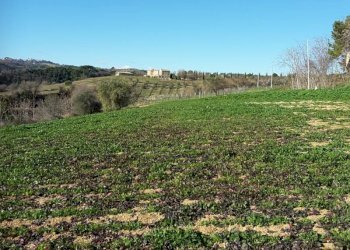 020.jpg - Agricultural land Cupra Marittima - photo 20