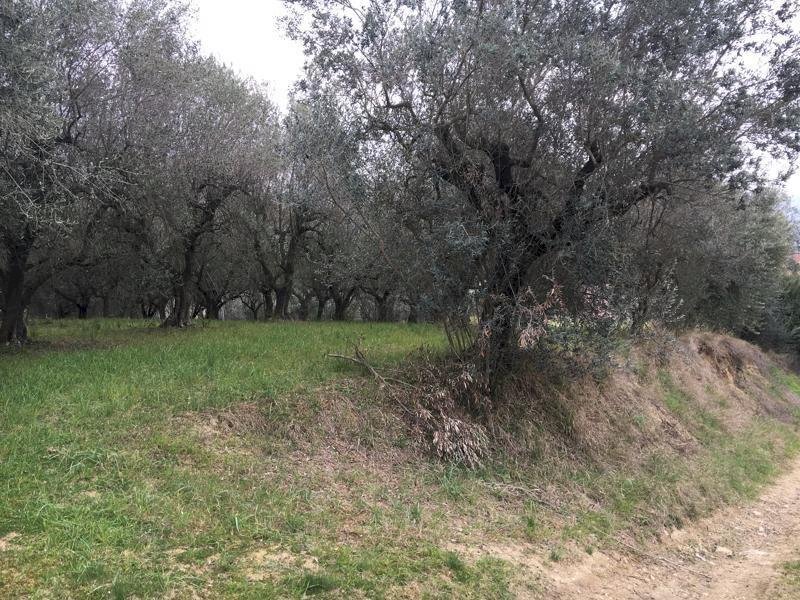 IMG_5210.JPG - Terreno edificabile Vicolo Matteotti Secondo, Monteprandone - foto 3