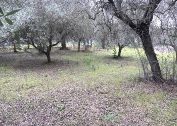 IMG_5214.JPG - Terreno edificabile Vicolo Matteotti Secondo, Monteprandone - foto 4