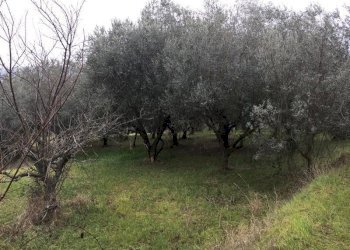 IMG_5220.JPG - Terreno edificabile Vicolo Matteotti Secondo, Monteprandone - foto 8