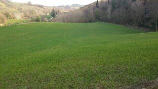 023 - 4.jpg - Terreno agricolo Mondavio - foto 1