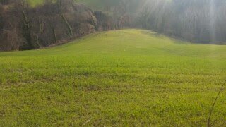 023 - 2.jpg - Terreno agricolo Mondavio - foto 2