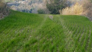 023 - 3.jpg - Terreno agricolo Mondavio - foto 3