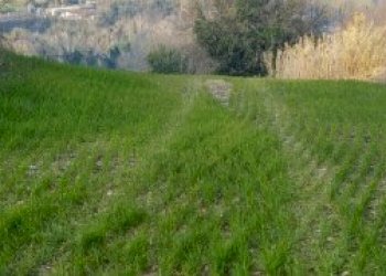 023 - 3.jpg - Terreno agricolo Mondavio - foto 3