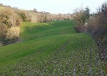 023 - 6.jpg - Terreno agricolo Mondavio - foto 5