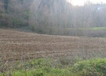 023 - 8.jpg - Terreno agricolo Mondavio - foto 8