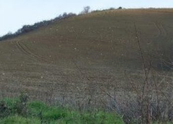 023 - 7.jpg - Terreno agricolo Mondavio - foto 9