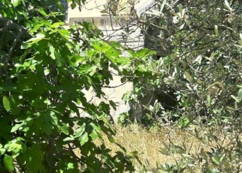 001.jpg - Casale Contrada Civita, Colonnella - foto 4