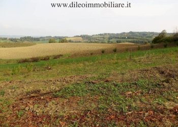 07 DI LEO IMMOBILIARE VENDE AZIENDA AGRICOLA BIOLO - Terreno agricolo Pesaro - foto 9