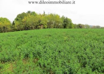 010 DI LEO IMMOBILIARE VENDE AZIENDA AGRICOLA BIOL - Terreno agricolo Pesaro - foto 12