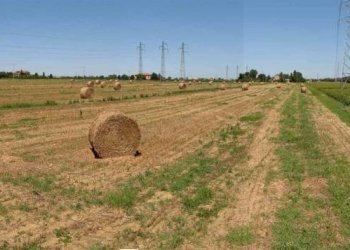 05.JPG - Terreno agricolo Falconara Marittima - foto 5