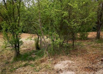 02 MONSAMPOLO DEL TR- TERRENO AGRICOLO PIANEGGIANT - Terreno agricolo Monsampolo del Tronto - foto 3