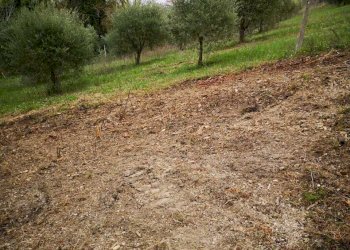 03 MONSAMPOLO DEL TR- TERRENO AGRICOLO PIANEGGIANT - Terreno agricolo Monsampolo del Tronto - foto 4