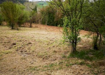 06 MONSAMPOLO DEL TR- TERRENO AGRICOLO PIANEGGIANT - Terreno agricolo Monsampolo del Tronto - foto 7