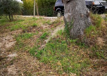 09 MONSAMPOLO DEL TR- TERRENO AGRICOLO PIANEGGIANT - Terreno agricolo Monsampolo del Tronto - foto 10