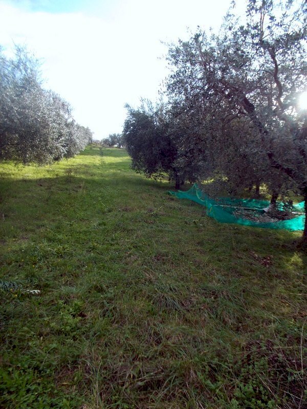 ASCOLI PICENO-Uliveto 02.jpg - Agricultural land Località Monticelli Alto, Ascoli Piceno - photo 2
