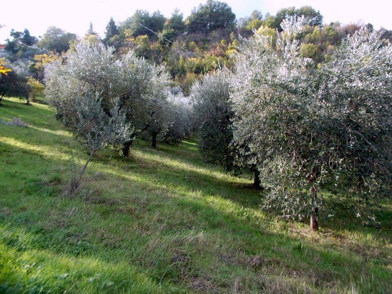 ASCOLI PICENO-Uliveto 03.jpg - Agricultural land Località Monticelli Alto, Ascoli Piceno - photo 3