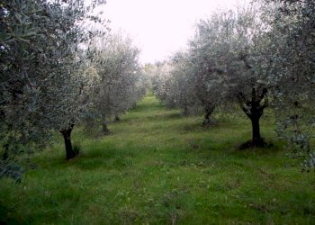 ASCOLI PICENO-Uliveto 13.jpg - Terreno agricolo Località Monticelli Alto, Ascoli Piceno - foto 1