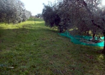 ASCOLI PICENO-Uliveto 02.jpg - Terreno agricolo Località Monticelli Alto, Ascoli Piceno - foto 2