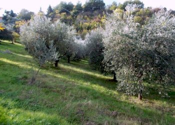 ASCOLI PICENO-Uliveto 03.jpg - Terreno agricolo Località Monticelli Alto, Ascoli Piceno - foto 3