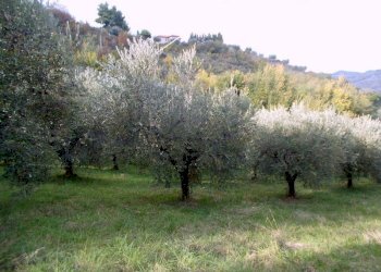 ASCOLI PICENO-Uliveto 04.jpg - Terreno agricolo Località Monticelli Alto, Ascoli Piceno - foto 5