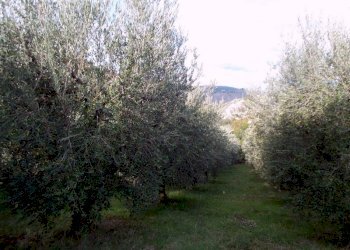 ASCOLI PICENO-Uliveto 05.jpg - Terreno agricolo Località Monticelli Alto, Ascoli Piceno - foto 6