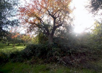 ASCOLI PICENO-Uliveto 06.jpg - Terreno agricolo Località Monticelli Alto, Ascoli Piceno - foto 7