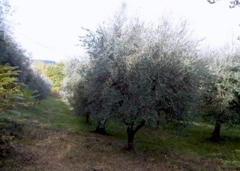 ASCOLI PICENO-Uliveto 07.jpg - Terreno agricolo Località Monticelli Alto, Ascoli Piceno - foto 8