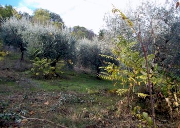 ASCOLI PICENO-Uliveto 08.jpg - Terreno agricolo Località Monticelli Alto, Ascoli Piceno - foto 9
