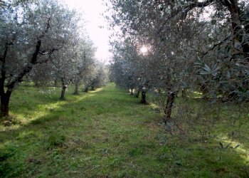 ASCOLI PICENO-Uliveto 01.jpg - Terreno agricolo Località Monticelli Alto, Ascoli Piceno - foto 10